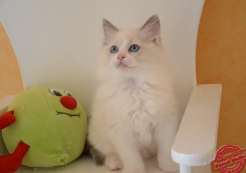 chaton mle blue bicolour - 8 semaines - Chatterie Ragdolls du Val de Beauvoir